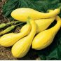 Squash Seeds, Early Prolific Straightneck, Summer Squash Seeds, Heirloom, 35ct FJ