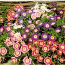Morning Glory Seeds, Ensign Red, Heirloom Flower, Climbing Vine, Non-Gmo 75 Ct FJ