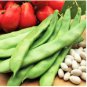 Bean Seeds, Roma II, Heirloom Bean, Italian Green Beans, Non-Gmo, Tasty, 75ct FJ