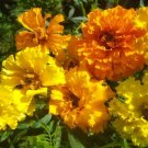 Mixed Marigold Seeds, Bulk Seeds, French Marigolds, Non-Gmo Heirloom Seeds 500ct FJ