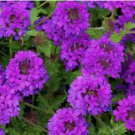 Moss Verbena Seeds, Violet, Perennial Groundcover Seeds, Heirloom 500ct Bulk FJ