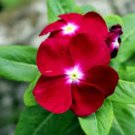 Rose Vinca Seeds, Rose Periwinkle Seeds, Bulk Seeds, Heirloom Non-Gmo, 250ct FJ