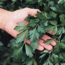 Parsley Seeds, Italian Giant Flat Leaf, Heirloom Herbs, Bulk Herb Seeds, 500ct FJ