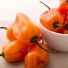 Orange Habanero Seeds, Habanero Pepper Seeds, Heirloom Hot Peppers, Non-Gmo 25ct FJ