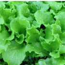 Grand Rapids Lettuce Seeds, Leaf Lettuce Seeds, Heirloom Lettuce Seed, 100ct FJ