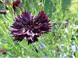 Black Bachelor Button Seeds, Black Cornflower Seeds, Heirloom Flower Seeds, 50ct FJ