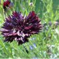 Black Bachelor Button Seeds, Black Cornflower Seeds, Heirloom Flower Seeds, 50ct FJ