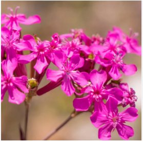 Pink None-So-Pretty Seed, Catch Fly Seeds, Heirloom Flower, Non-Gmo Annual 100ct FJ