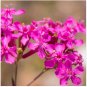 Pink None-So-Pretty Seed, Catch Fly Seeds, Heirloom Flower, Non-Gmo Annual 100ct FJ