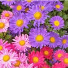 Chinese Aster Seeds, Farm Mix, Heirloom Flower Seed, Mixed Asters, Annual 50ct FJ