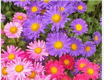 Chinese Aster Seeds, Farm Mix, Heirloom Flower Seed, Mixed Asters, Annual 50ct FJ