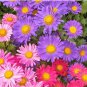 Chinese Aster Seeds, Farm Mix, Heirloom Flower Seed, Mixed Asters, Annual 50ct FJ