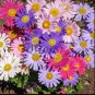Chinese Aster Seeds, Farm Mix, Heirloom Flower Seed, Mixed Asters, Annual 50ct FJ