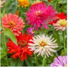 Zinnia Seeds, Cactus Flowered Mix, Heirloom Zinnia Seeds, Heirloom Flowers, 75ct FJ