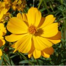 Cosmos Seed, Yellow Sunshine, Sulfur Cosmos, Taller Variety, Non-Gmo Seeds 75ct FJ