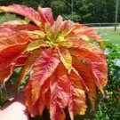 Amaranthus Seeds, Illumination, Foliage Plant Seeds, Eye Catching Leaves 75ct FJ