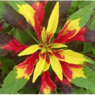 Amaranthus Seeds, Perfecta, Annual Foliage Plant Seeds, Eye Catching Leaves 75ct FJ