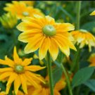 Green Eyed Daisy Seeds, Rudbeckia Hirta, Green Eye Daisies, Heirloom Seeds 75ct FJ