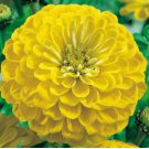 Yellow Zinnia Seeds, Canary Bird, Heirloom Zinnia Seeds, Heirloom Flower, 75ct FJ