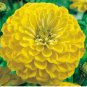 Yellow Zinnia Seeds, Canary Bird, Heirloom Zinnia Seeds, Heirloom Flower, 75ct FJ