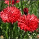 Red Bachelor Button Seeds, Tall Red Cornflower Seeds, Heirloom Flower Seeds 75ct FJ