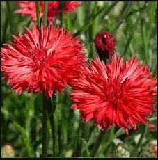 Red Bachelor Button Seeds, Tall Red Cornflower Seeds, Heirloom Flower Seeds 75ct FJ