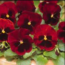 Pansy Seeds, Claret, Swiss Giant Pansies, Viola Seeds, Heirloom Flower Seed 50ct FJ