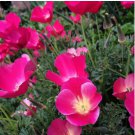 Pink Poppy Seed, Carmine King, Heirloom Poppies, Annual Wildflowers Non-Gmo 75ct FJ