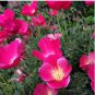 Pink Poppy Seed, Carmine King, Heirloom Poppies, Annual Wildflowers Non-Gmo 75ct FJ