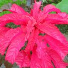 Amaranthus Seeds, Molten Fire, Foliage Plant Seeds, Eye Catching Leaves 75ct FJ