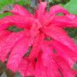 Amaranthus Seeds, Molten Fire, Foliage Plant Seeds, Eye Catching Leaves 75ct FJ