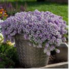 Alyssum Seeds, Royal Carpet, Ground Cover Seeds, Heirloom Flower Seeds, 75ct FJ