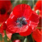 Red Corn Poppy Seeds, Flanders Field Poppies, Heirloom Wildflowers Annual, 100ct FJ
