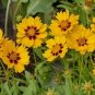 Yellow Coreopsis Seeds, Plains Coreopsis, Heirloom Wildflower Seeds, 100ct FJ
