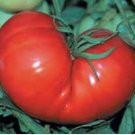 Tomato Seed, Moscow Vr, Heirloom Nongmo Tomatoes, Old Fashioned Sweet Taste 50ct FJ