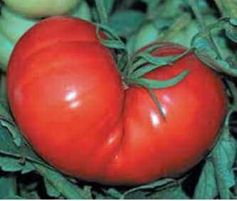 Tomato Seed, Moscow Vr, Heirloom Nongmo Tomatoes, Old Fashioned Sweet Taste 50ct FJ