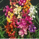 Mixed Snapdragon Seeds, Baby Snapdragons, Toadflax, Non-Gmo Heirloom, 100ct FJ
