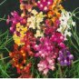 Mixed Snapdragon Seeds, Baby Snapdragons, Toadflax, Non-Gmo Heirloom, 100ct FJ
