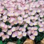 Pink Primrose Seeds, Evening Primrose, Heirloom Flower, Non-Gmo Perennial 100ct FJ