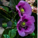 Purple Poppy Seeds, Lavender, Heirloom Poppies, Wildflowers Non-Gmo Annual, 75ct FJ