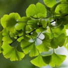 MAIDENHAIR TREE Ginkgo Biloba - 5+ SEEDS FJ