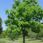 NORTHERN CATALPA Catalpa Speciosa - 20+ SEEDS FJ