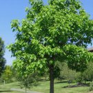 NORTHERN CATALPA Catalpa Speciosa - 10+ SEEDS FJ
