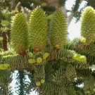 CALIFORNIAN RED FIR Abies Magnifica Shastensis - 10+ SEEDS FJ