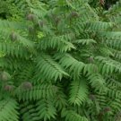 SMOOTH SUMAC Rhus Glabra - 20+ SEEDS FJ