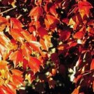 TRIDENT MAPLE Acer Buergerianum - 15+ SEEDS FJ
