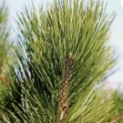 BOSNIAN PINE Pinus Heldreichii Leucodermis - 5+ SEEDS FJ