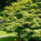 JAPANESE MAPLE Acer Palmatum - 5 SEEDS FJ