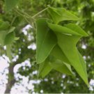 JAPANESE PAGODA TREE Sophora Japonica - 30+ SEEDS FJ