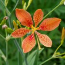 LEOPARD LILY Belamcanda Chinensis - 10+ SEEDS FJ